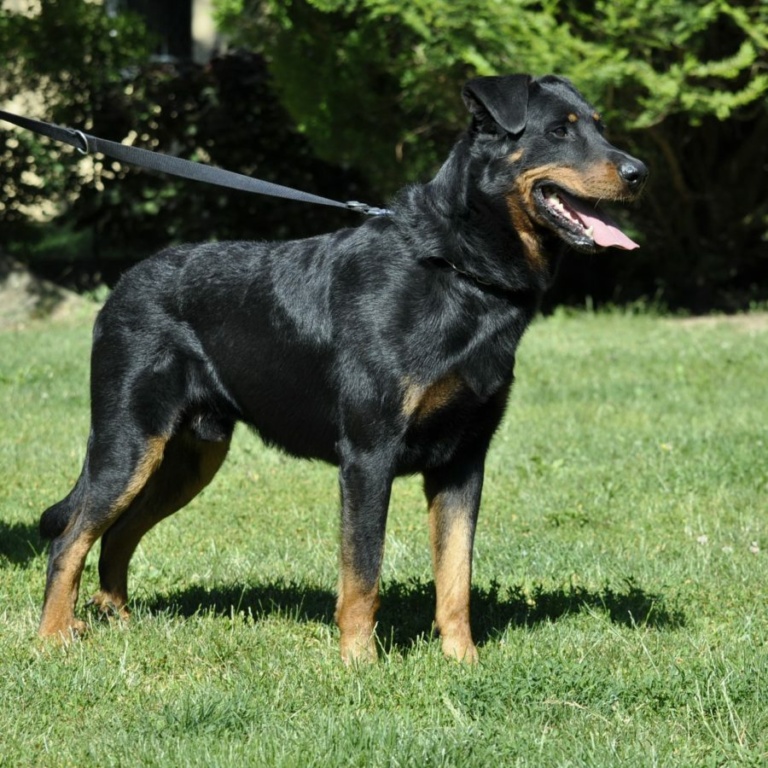 Joker les beaucerons de pontourn 
